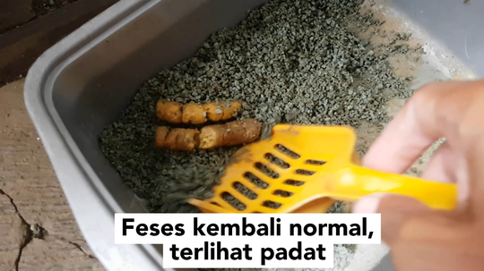 Cara Nyembuhin Kucing Mencret Parah Tanpa Obat-Obatan πΈπ
