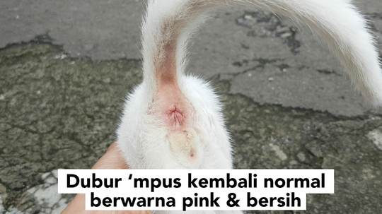 Cara Nyembuhin Kucing Mencret Parah Tanpa Obat-Obatan πΈπ