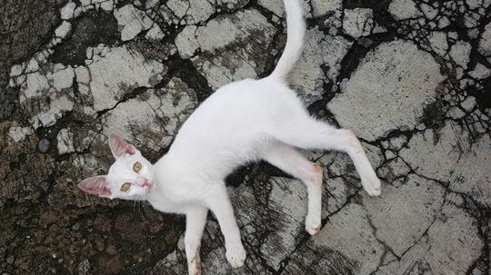 Cara Nyembuhin Kucing Mencret Parah Tanpa Obat-Obatan πΈπ
