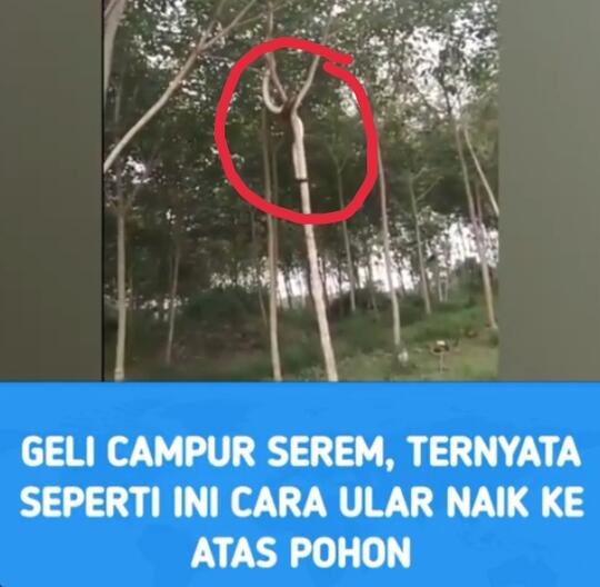 Geli Campur Serem, Seperti Ini Cara Ular Naik Ke Atas Pohon