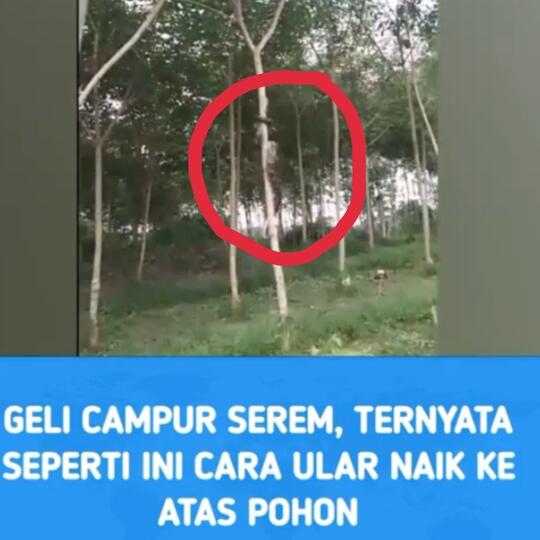 Geli Campur Serem, Seperti Ini Cara Ular Naik Ke Atas Pohon