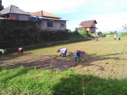 Budaya Liliuran: Kearifan Lokal Masyarakat Sunda Yang Makin Tergerus Zaman