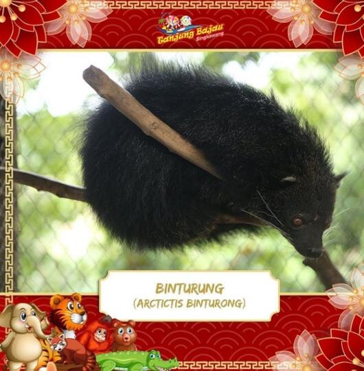 Ingin Merayakan Romantisme Imlek di Kalimantan Barat? Tanjung Bajau Tempatnya!