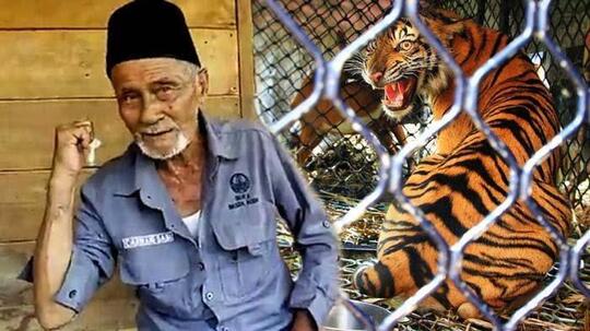 Inilah Sarwani Sabi, Sang Penakluk Raja Rimba Harimau Sumatera