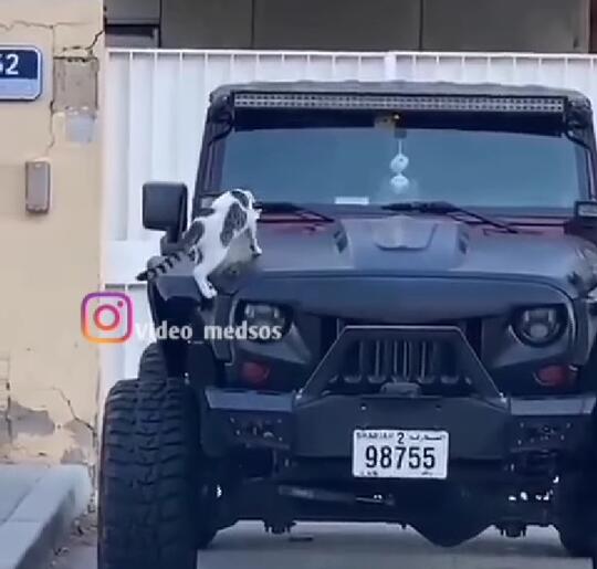 Gokil! Ingin Rebahan di Atas Kap Mobil, Kucing Ini Malah Alami Hal Yang Tak Terduga