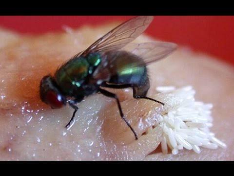 Awas Bahaya Telur Lalat Saat Menempel Dimakanan, Penyebab Penyakit Pencernaan!