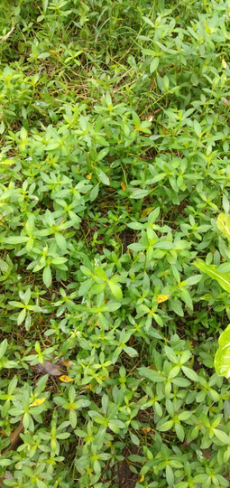Kremah Rumput Liar Enak dijadikan Urap sebagai obat kuat alami meningkatkan stamina