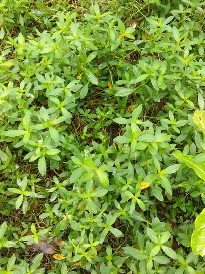 Kremah Rumput Liar Enak dijadikan Urap sebagai obat kuat alami meningkatkan stamina