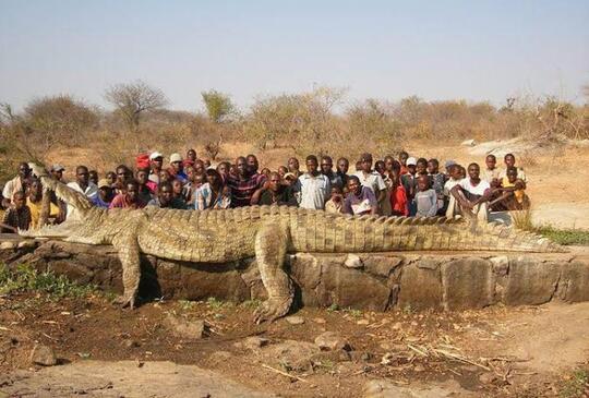 Nenek Moyang Buaya Adalah Purussaurus mirandai, Beratnya Mencapai 3 Ton