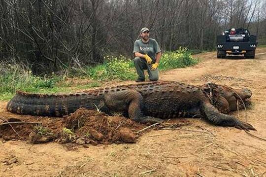 Nenek Moyang Buaya Adalah Purussaurus mirandai, Beratnya Mencapai 3 Ton