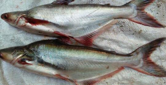 Ikan Patin Masak Belimbing Wuluh, Segar, Mantap dan Enak !