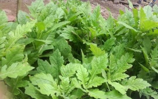 Daun Dewa, Apakah Tanaman Ini Diturunkan Dari Kahyangan?