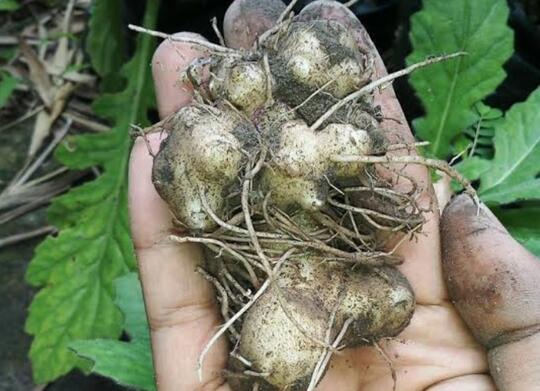 Daun Dewa, Apakah Tanaman Ini Diturunkan Dari Kahyangan?