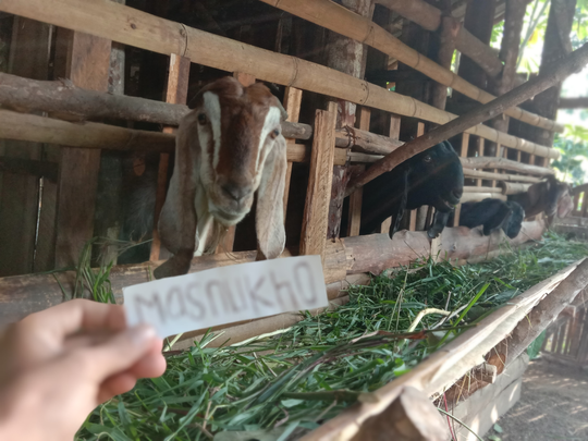 cara ternak kambing intensif