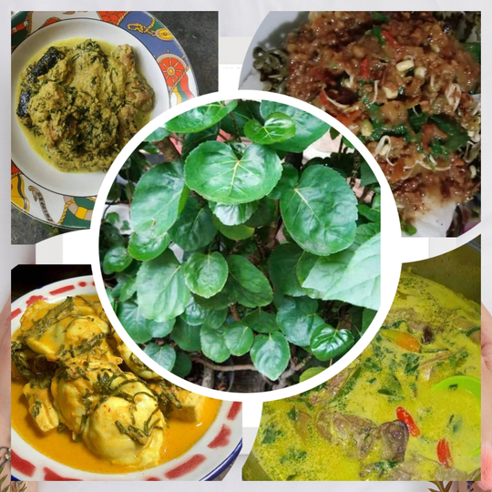 Ternyata Daun Mangkokan Bisa Dibuat Menjadi Deretan Kuliner Yang Lezat, Loh!