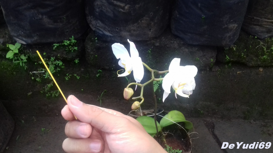 Cara Mudah Mengawinkan Anggrek Bulan, Mampir Gan-Sist!