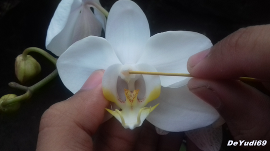 Cara Mudah Mengawinkan Anggrek Bulan, Mampir Gan-Sist!