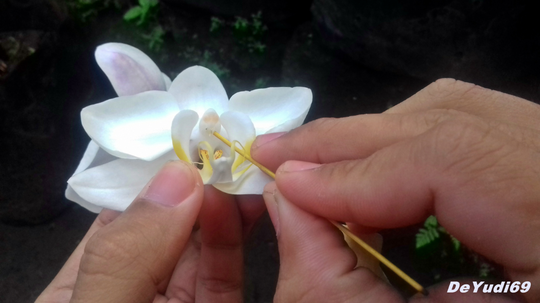 Cara Mudah Mengawinkan Anggrek Bulan, Mampir Gan-Sist!