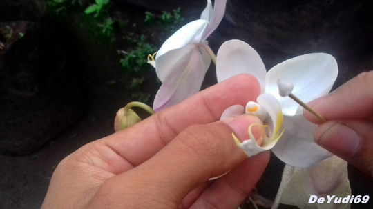 Cara Mudah Mengawinkan Anggrek Bulan, Mampir Gan-Sist!