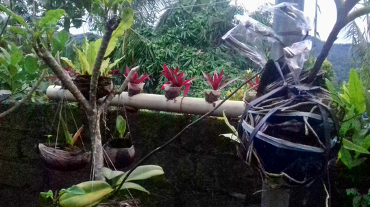 Cara Mudah Mengawinkan Anggrek Bulan, Mampir Gan-Sist!
