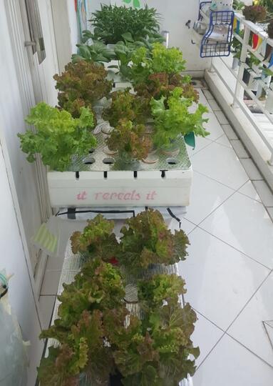 Memanfaatkan Sampah Menjadi Segudang Keajaiban dengan Membuat Eco Enzyme!