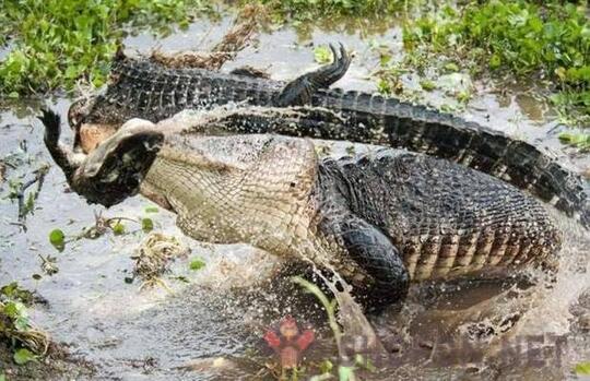 Satu Sifat Paling Mengerikan dari Buaya, Kanibal Tega Memakan Saudaranya Sendiri!