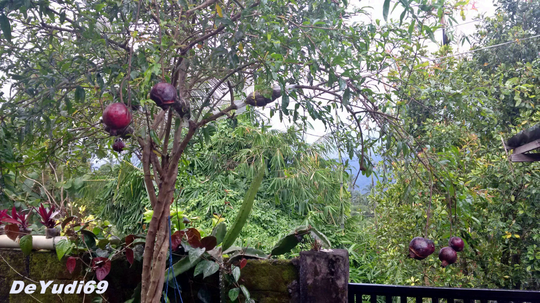 Cara Mudah Mencangkok Tanaman Buah Delima Supaya Cepat Tumbuh Akar