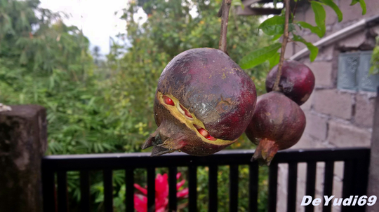 Cara Mudah Mencangkok Tanaman Buah Delima Supaya Cepat Tumbuh Akar