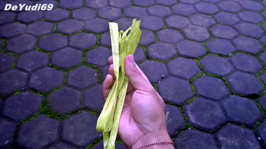Cara Mudah Mencangkok Tanaman Buah Delima Supaya Cepat Tumbuh Akar