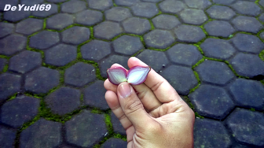Cara Mudah Mencangkok Tanaman Buah Delima Supaya Cepat Tumbuh Akar