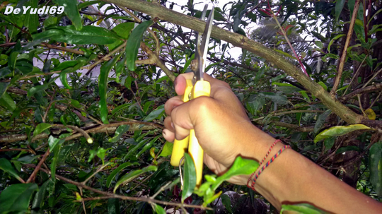 Cara Mudah Mencangkok Tanaman Buah Delima Supaya Cepat Tumbuh Akar