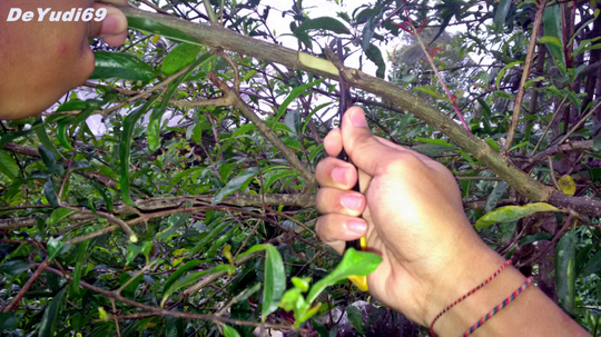 Cara Mudah Mencangkok Tanaman Buah Delima Supaya Cepat Tumbuh Akar