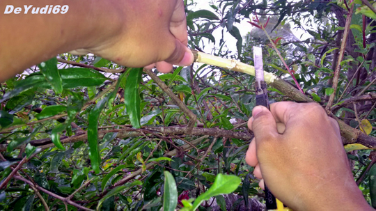 Cara Mudah Mencangkok Tanaman Buah Delima Supaya Cepat Tumbuh Akar