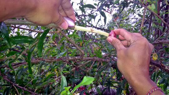 Cara Mudah Mencangkok Tanaman Buah Delima Supaya Cepat Tumbuh Akar