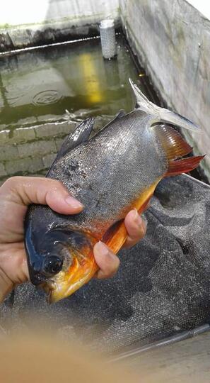 Nikmati Sarapan Dengan Pindang Ikan Bawal Yang Lezat dan Gurih