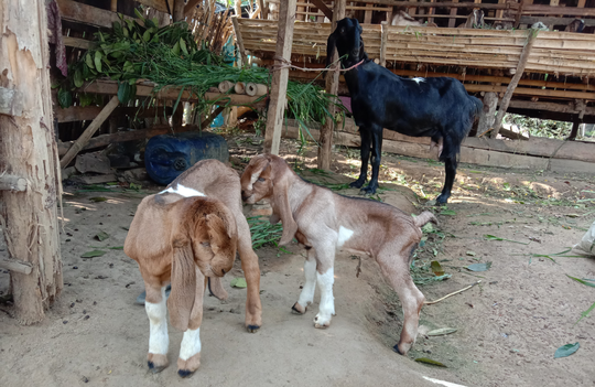 Tips dan Trik Memberikan Pertolongan Pertama Pada Kambing Beranak, Jangan Salah Ya!
