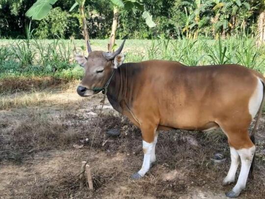 Hidup di Desa Atau di Kota? Kegiatan Ini Sering Dilakukan Saat Tinggal di Pedesaan!