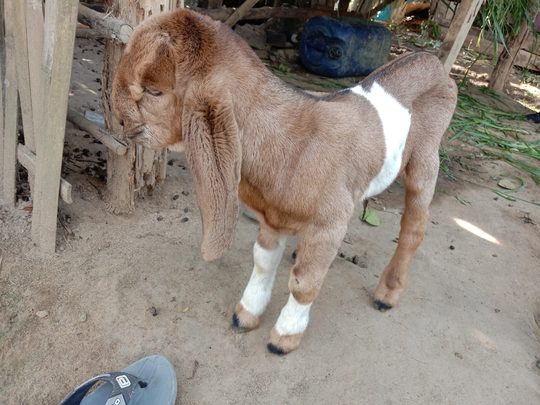 Tips dan Trik Memberikan Pertolongan Pertama Pada Kambing Beranak, Jangan Salah Ya!