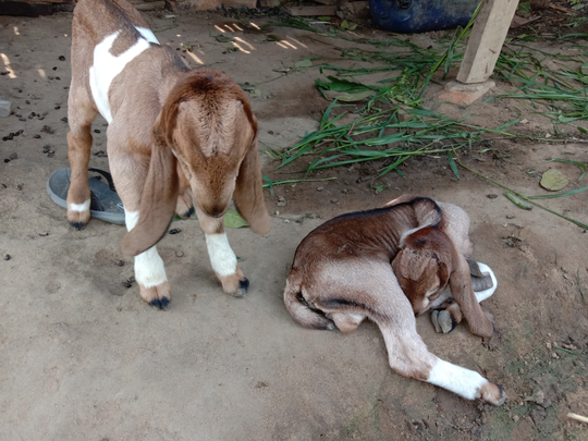 Tips dan Trik Memberikan Pertolongan Pertama Pada Kambing Beranak, Jangan Salah Ya!