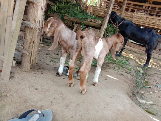 Tips dan Trik Memberikan Pertolongan Pertama Pada Kambing Beranak, Jangan Salah Ya!