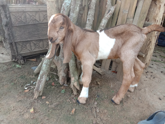 Tips dan Trik Memberikan Pertolongan Pertama Pada Kambing Beranak, Jangan Salah Ya!