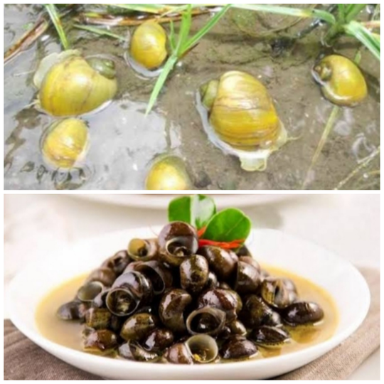 Berbagai Bahan Makanan Ala Desa Yang Ada Saat Musim Penghujan, Nomor 7 Ekstrem!