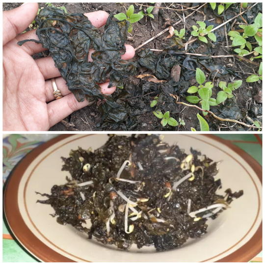 Berbagai Bahan Makanan Ala Desa Yang Ada Saat Musim Penghujan, Nomor 7 Ekstrem!