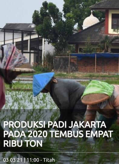 PRODUKSI PADI JAKARTA PADA 2020 TEMBUS EMPAT RIBU TON