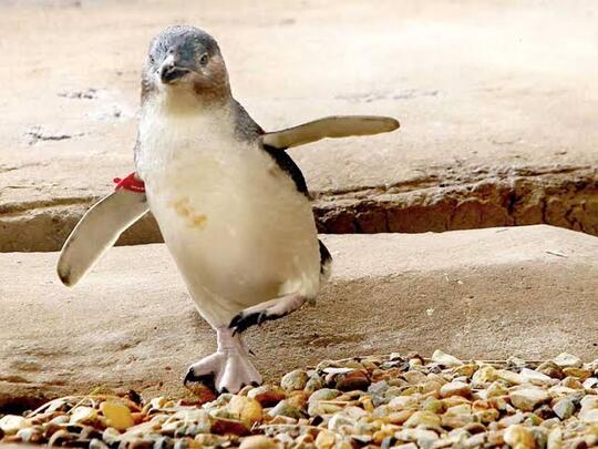 2 Turis Mabok 'NYULIK' Penguin Di Sea World, Pas Sadar Malah Bingung !