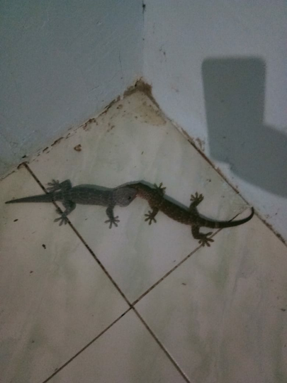 Benarkah Kehadiran Dan Bunyi Tokek Berhubungan Dengan Mistis? Ini Faktanya!