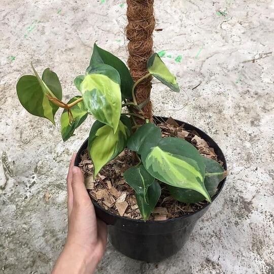 5 Tanaman Hias Daun yang Paling Populer