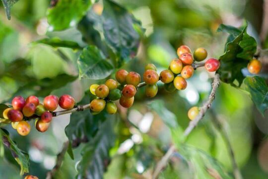 Yuk Kenalan dengan Varietas Kopi Catuai