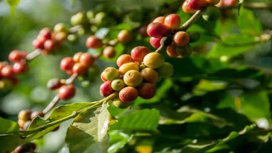 Yuk Kenalan dengan Varietas Kopi Catuai