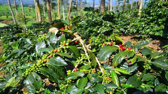 Yuk Kenalan dengan Varietas Kopi Catuai